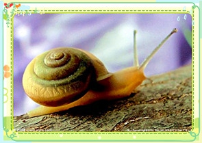 小蜗牛 作品配图.jpg