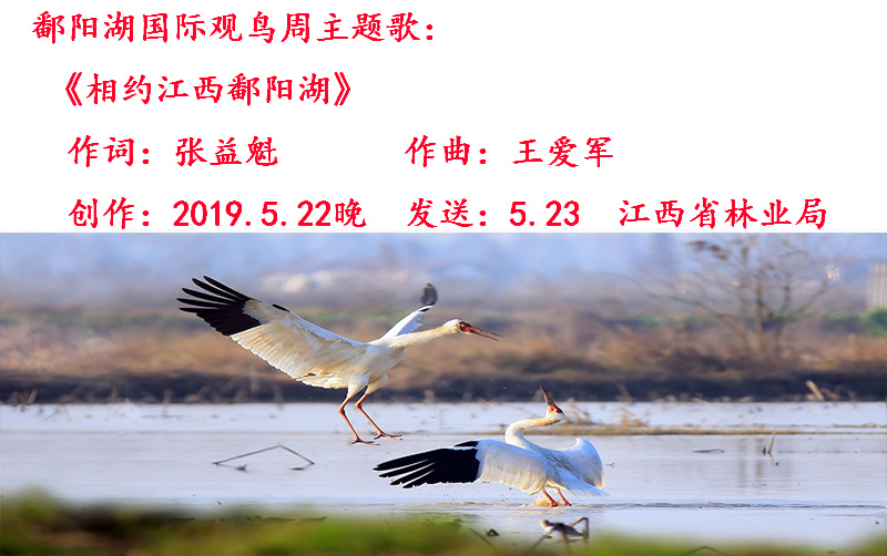 鄱阳湖观鸟.jpg